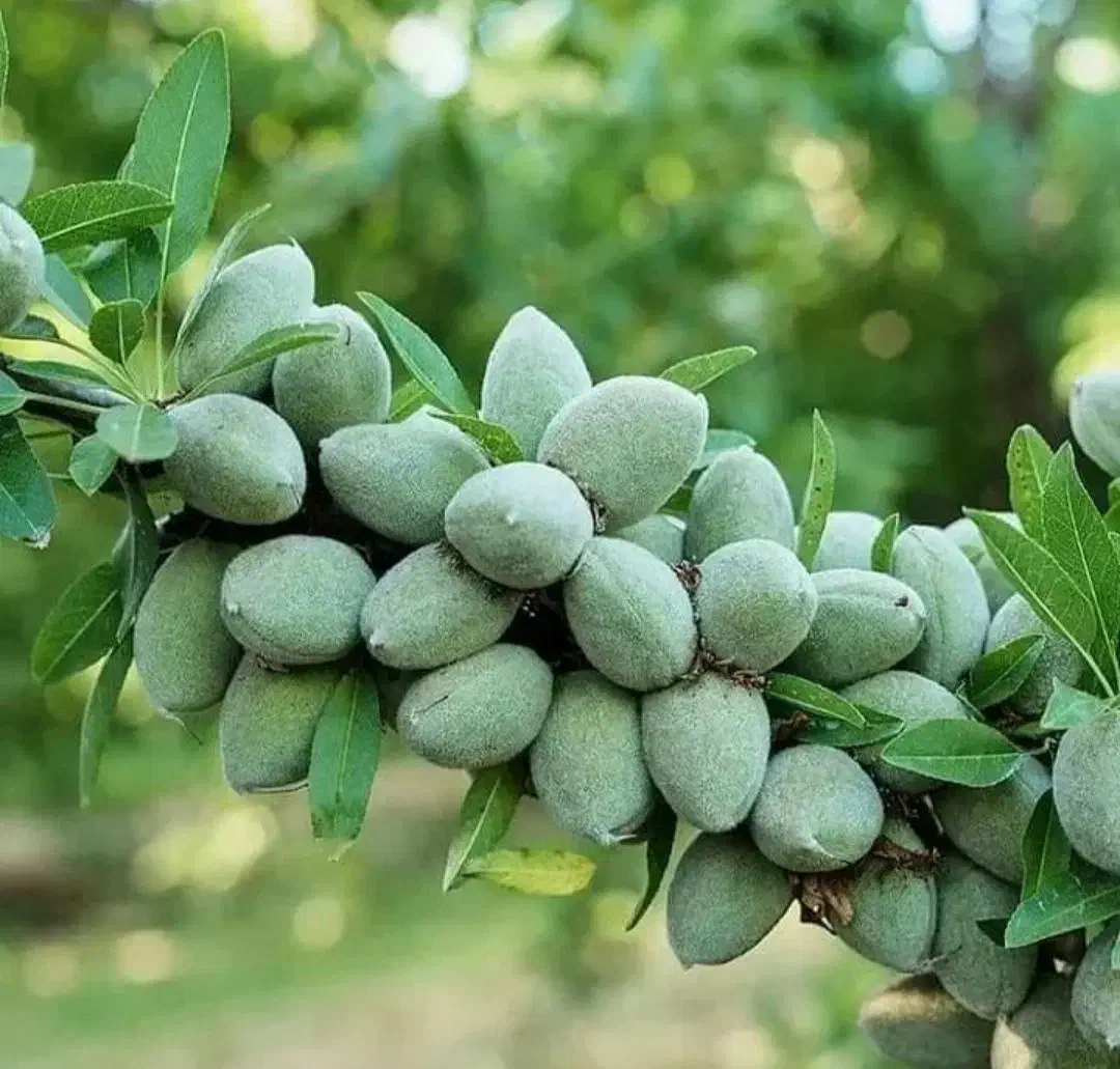 نهالستان .بزرگ پالیز. دارای مجوز جهاد کشاورزی.|خدمات باغبانی و درختکاری|خرمدشت, |دیوار