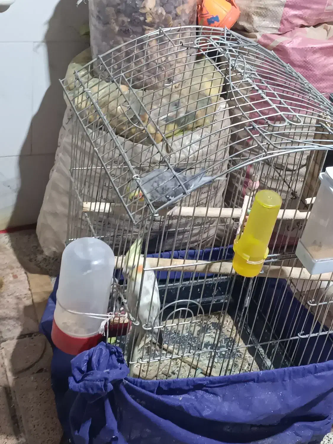 عروس هلندی|پرنده|دالاهو, |دیوار