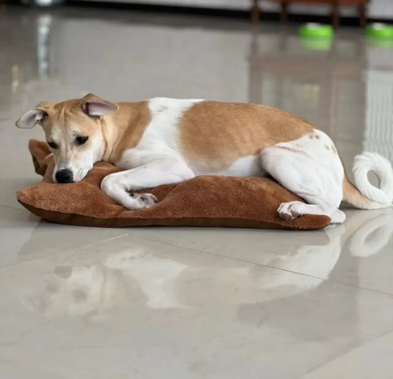 باسلام به یابنده مبلغی داده میشود|حیوانات|نهاوند, |دیوار