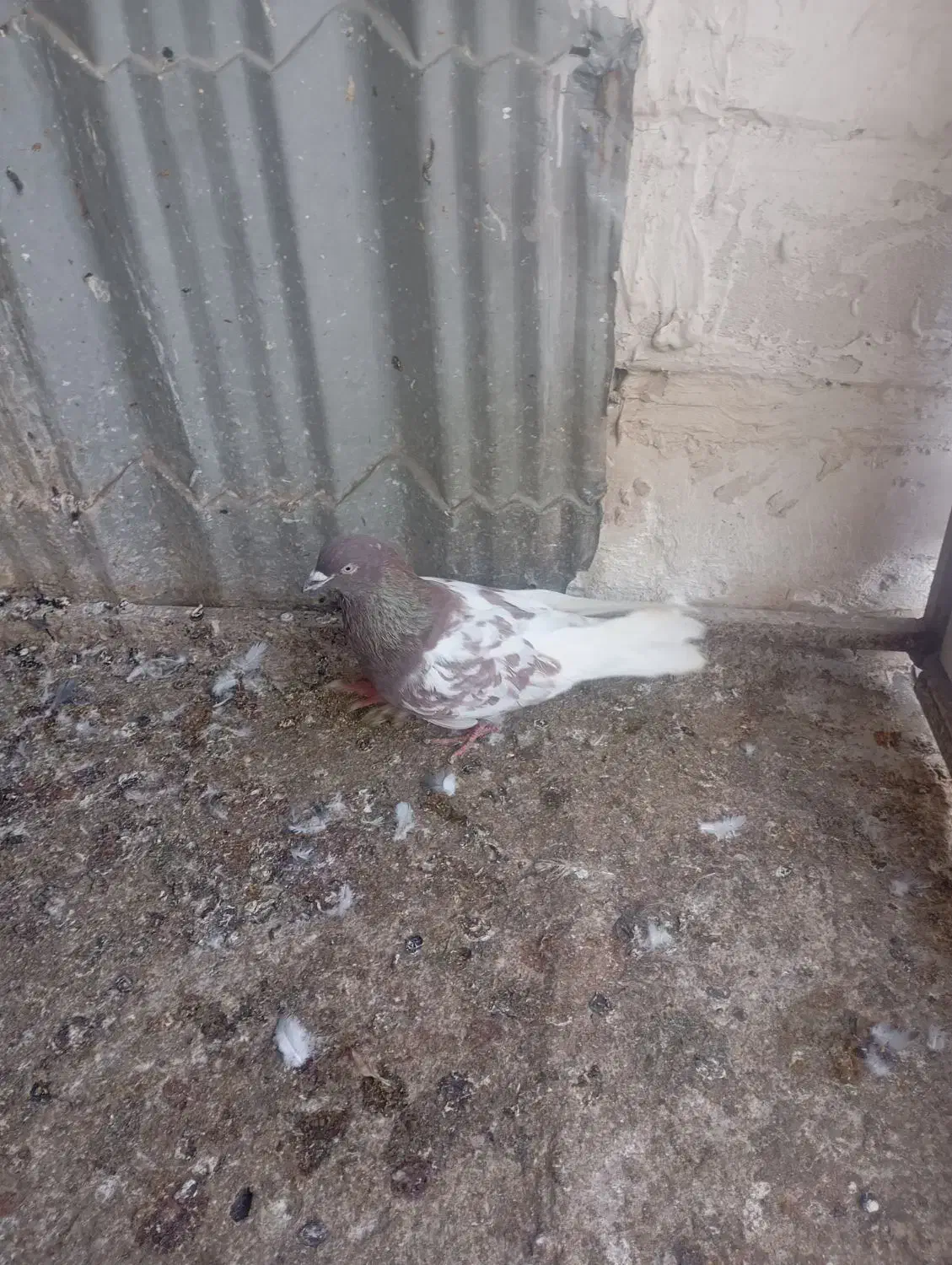 سلام 3عدد صید|پرنده|مشهد, یاس|دیوار