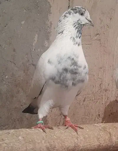 کبوتر رفتنی|حیوانات|مراغه, |دیوار