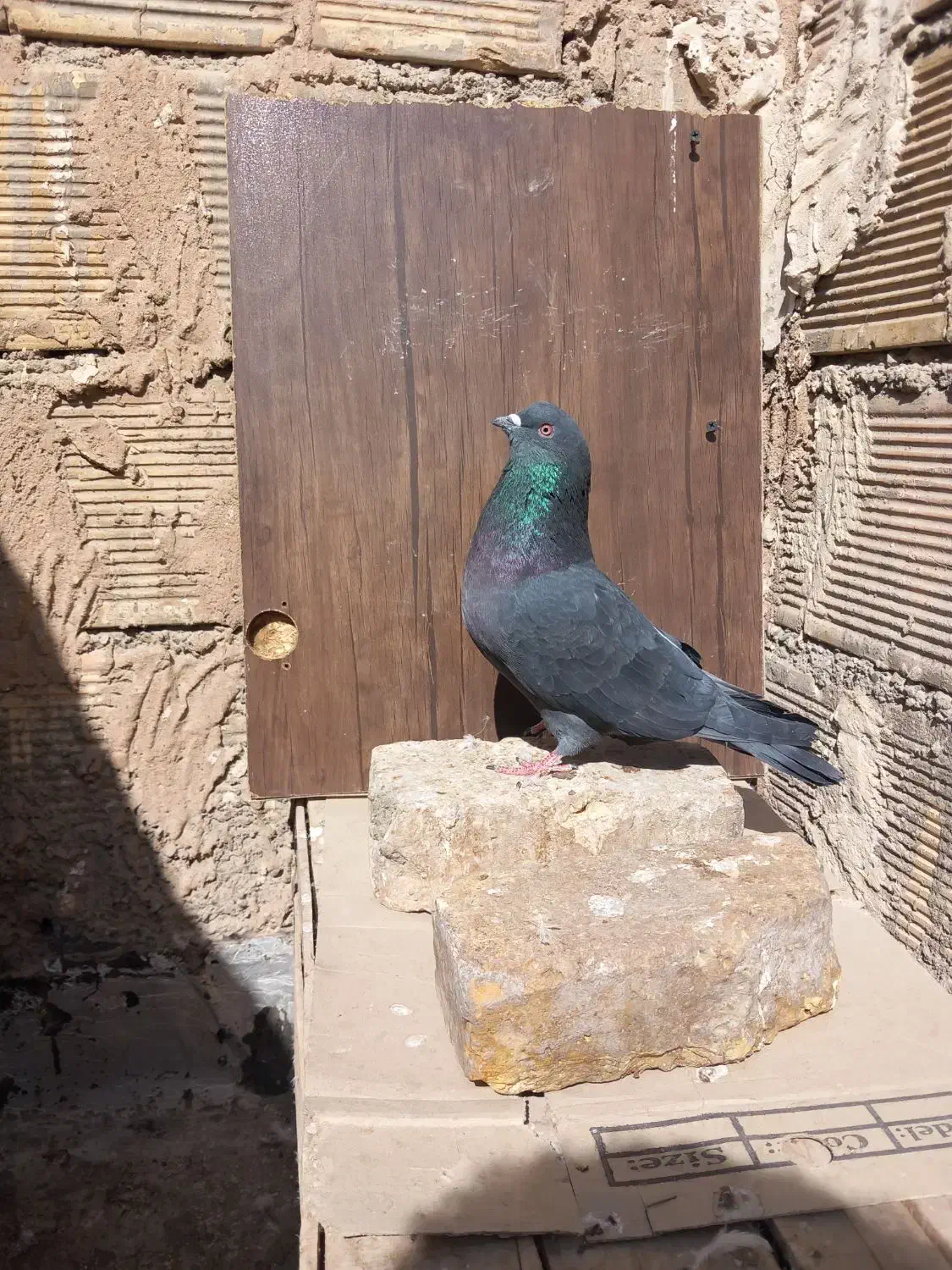 کبوتر ساعت سنگین به ضمانت .|پرنده|اصفهان, حصه جنوبی|دیوار