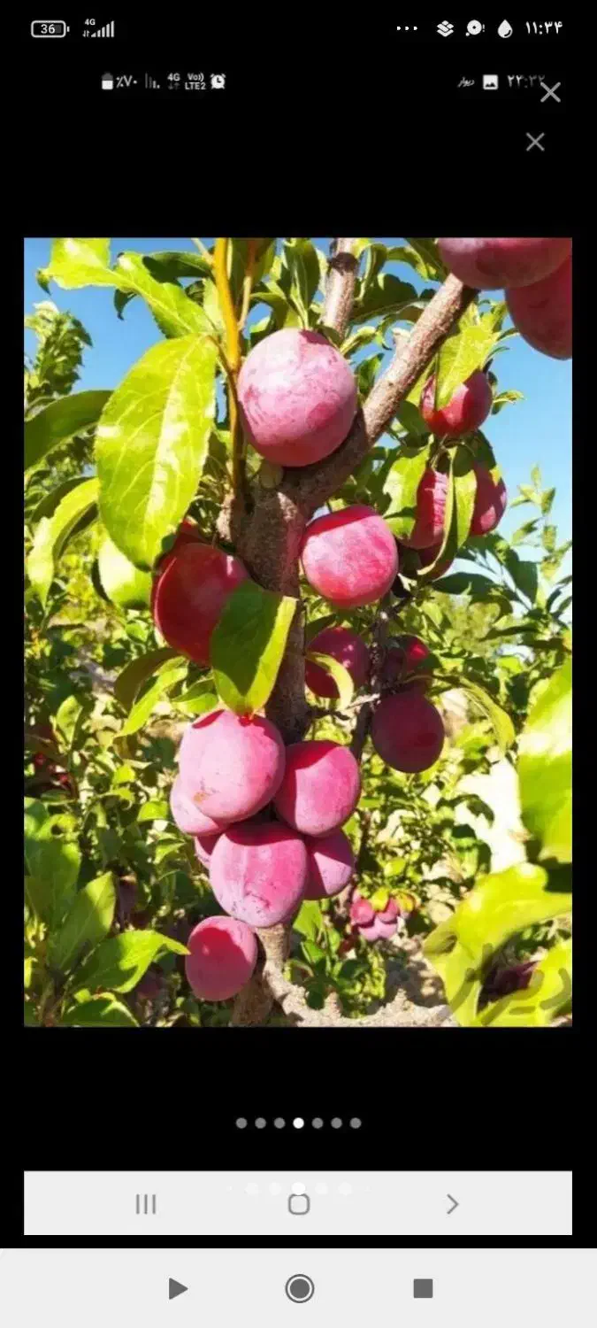 باغ کامل با برق و اب آشامیدنی و سند تک برگ|فروش خانه و ویلا|بستان آباد, |دیوار