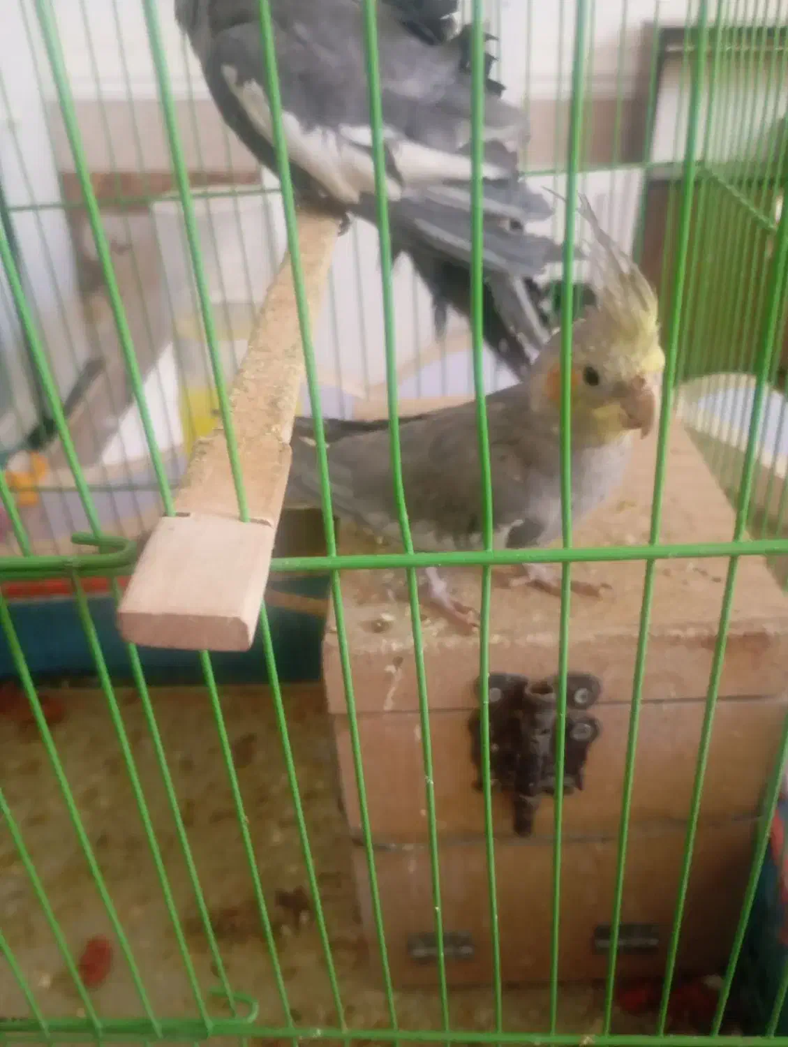 عروس هلندی|پرنده|سراوان, |دیوار