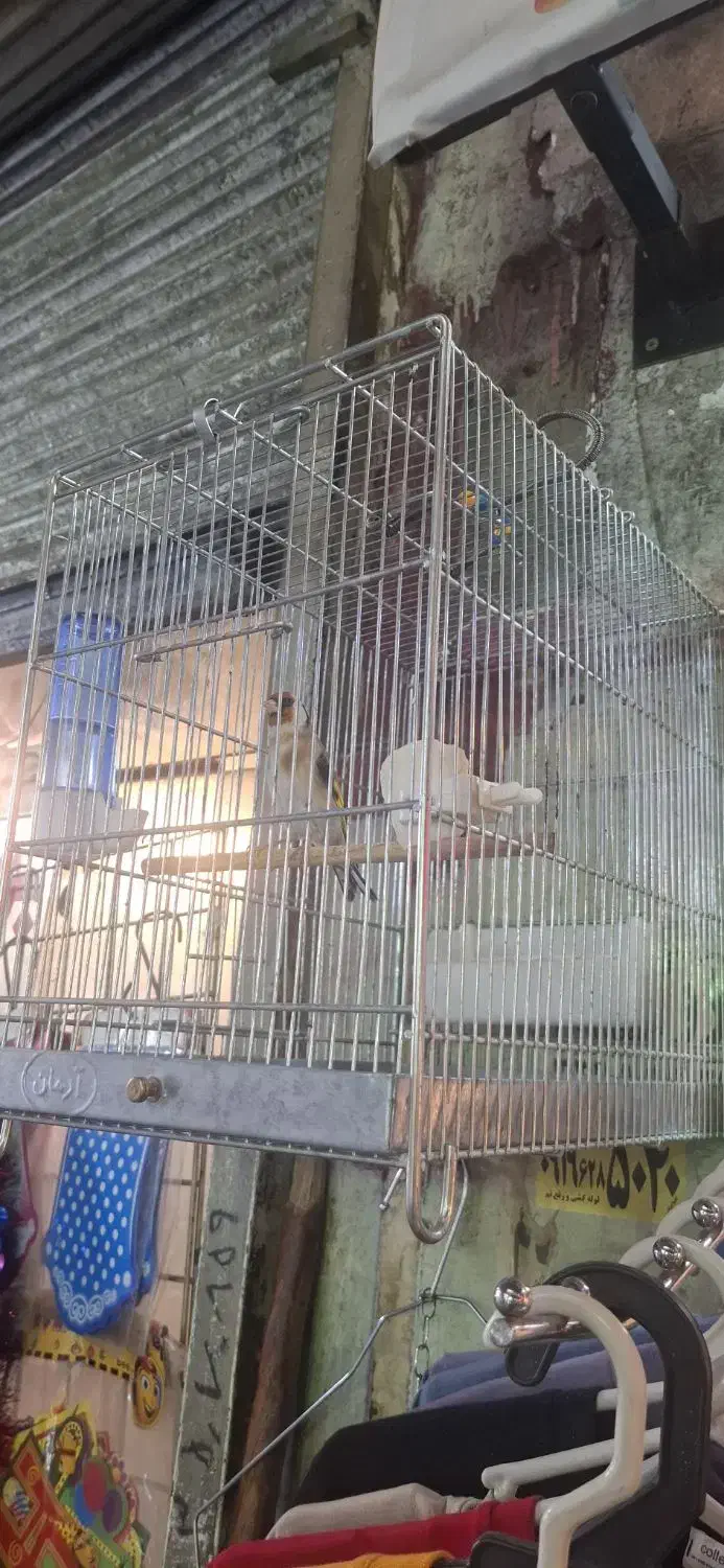 سهره  قرص بخون جوجه قفس|پرنده|ری, فیروزآبادی|دیوار