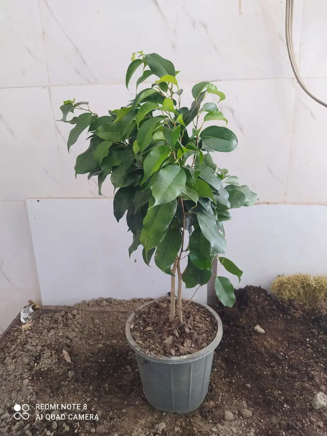 گل و گیاه بنجامین ابلق|گل و گیاه طبیعی|اهواز, سیصد دستگاه|دیوار