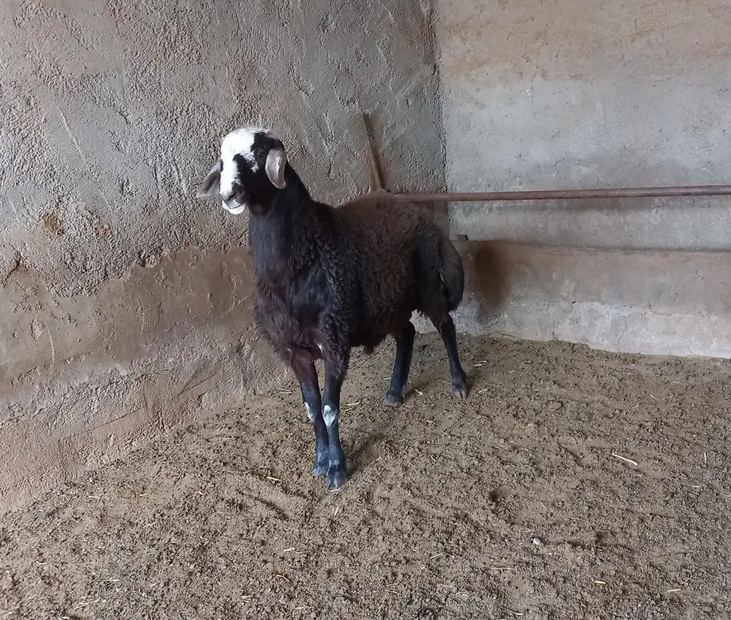 بره نر چاق چاق|حیوانات مزرعه|بسطام, |دیوار