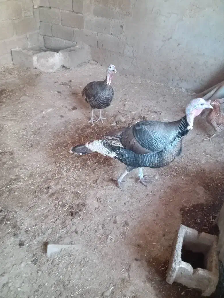 بوقلمون نر و ماده باهم بزرگ و گوشتی|حیوانات مزرعه|رامشیر, |دیوار