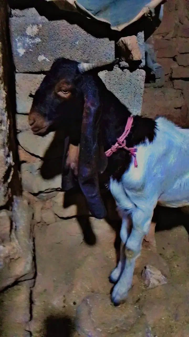 تیشتر افغانی|حیوانات مزرعه|مسجد سلیمان, |دیوار