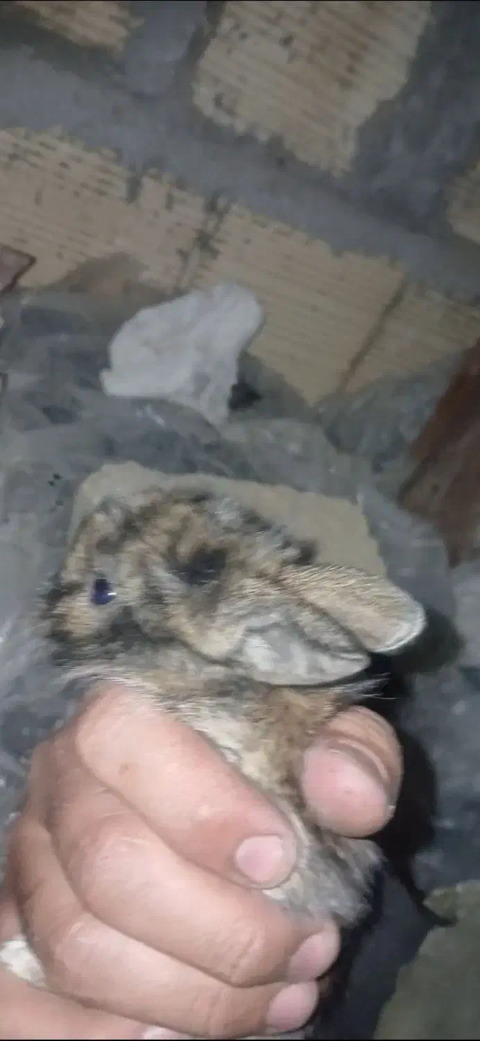 بچه خرگوش لوپی پشمالو|موش و خرگوش|حمیدیا, |دیوار