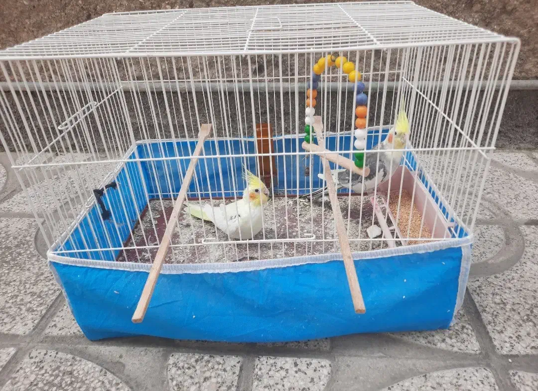 فروش یک جفت عروس هلندی|پرنده|بهشهر, |دیوار