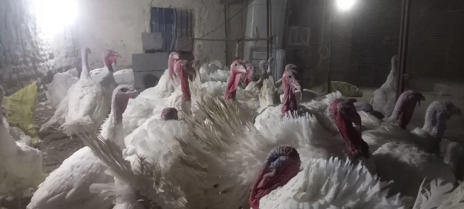 بوقلمون گوشتی|حیوانات مزرعه|سراوان, |دیوار