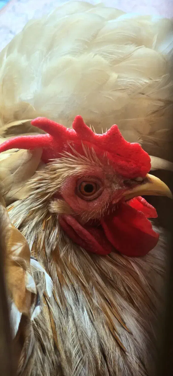 فروش دو جفت مرغ و یک خروس کوشین|حیوانات مزرعه|بندر انزلی, گیلار|دیوار