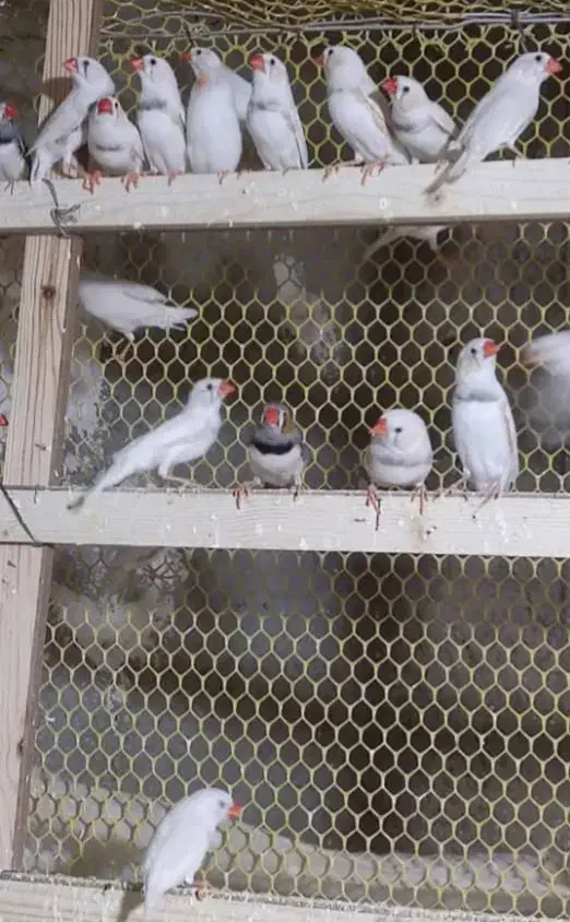 فنچ زبرا|پرنده|بندرعباس, |دیوار