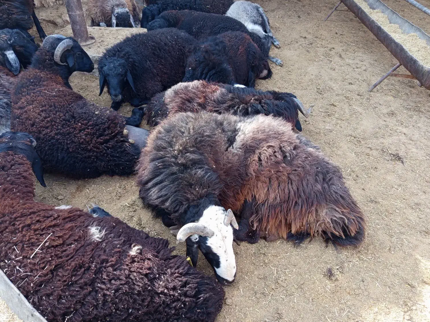 قوچ جوان|حیوانات مزرعه|سلفچگان, |دیوار