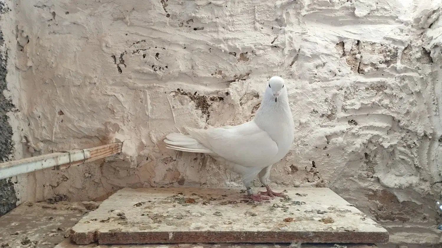 10 تا کفتر خوب|پرنده|قرچک, زیبا شهر|دیوار