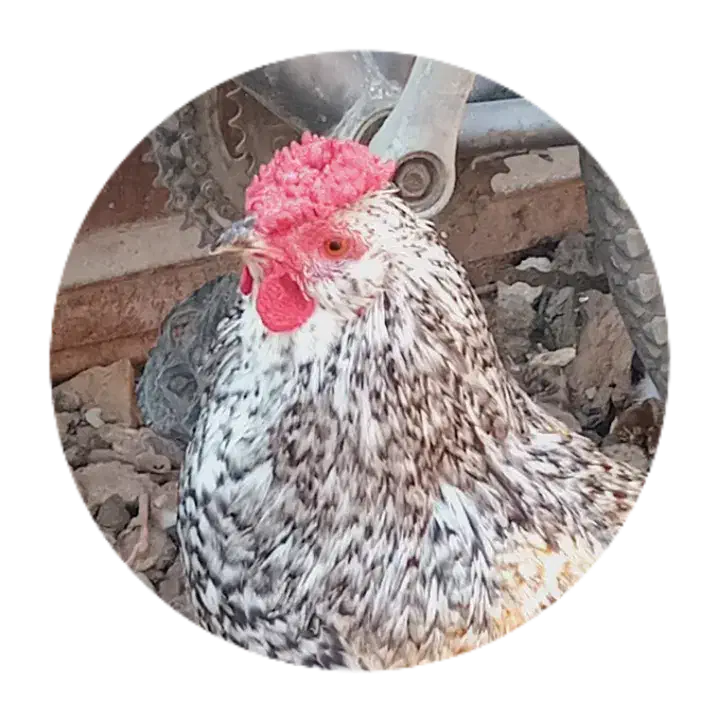 خروس چهل تاج ریشو|حیوانات مزرعه|شهریار, شهریار|دیوار