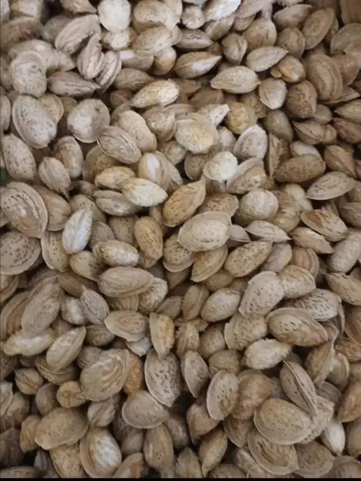 عسل درجه یک منطقه کوهمره سرخی|خوردنی و آشامیدنی|شیراز, فرهنگ شهر|دیوار