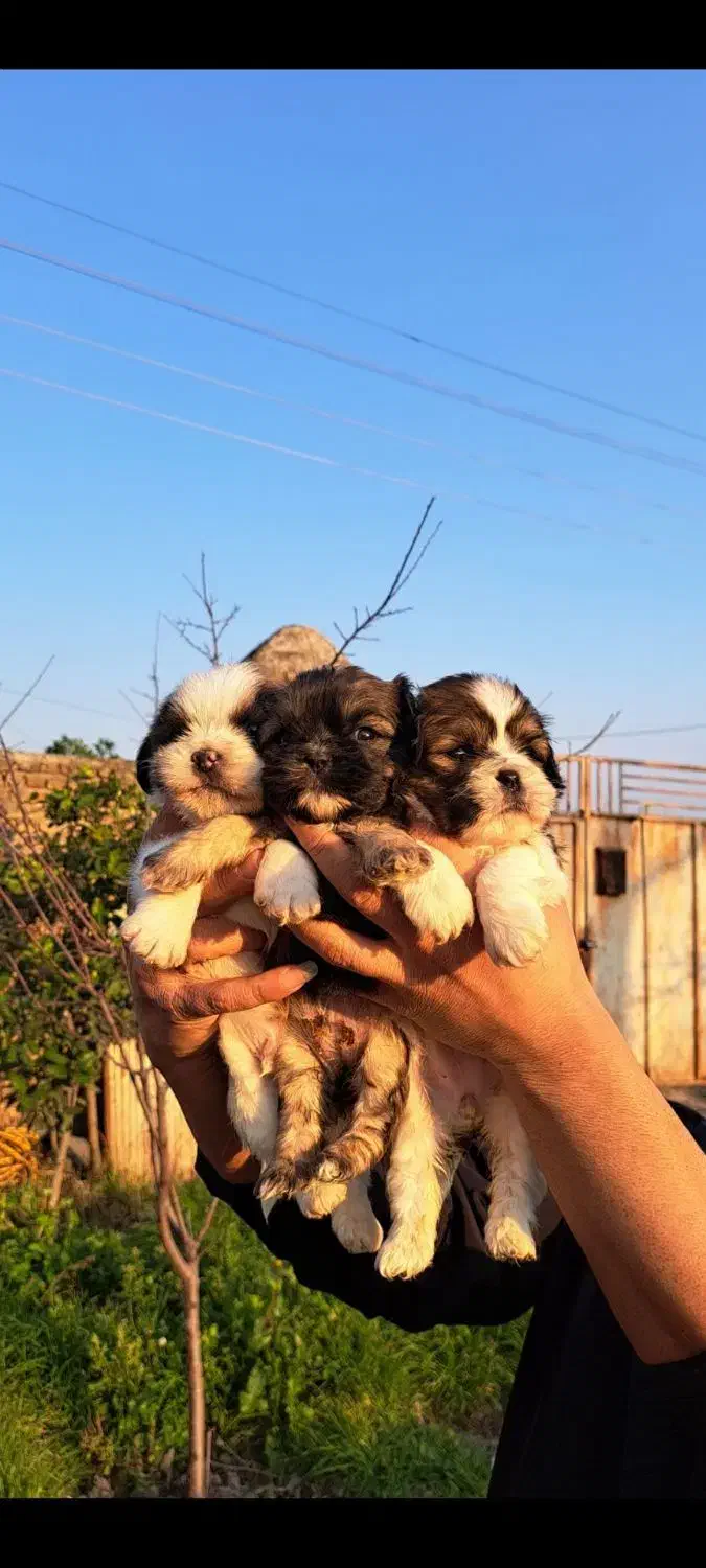 شیتزو فلت عروسکی|سگ|گرگان, |دیوار