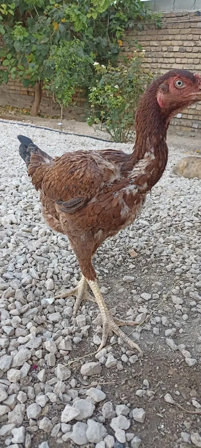 سیسسی|پرنده|سرپل ذهاب, |دیوار