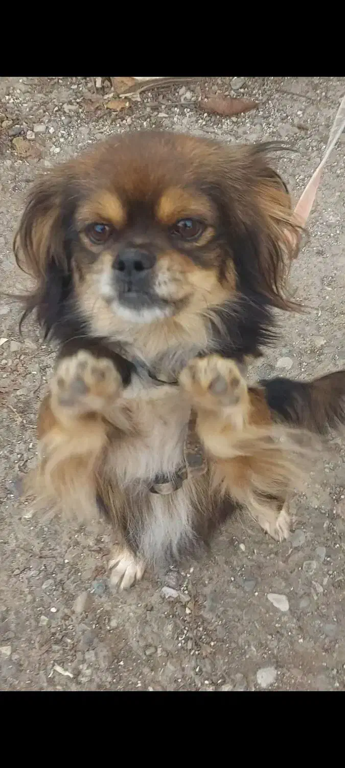 واگذاری پیکینیز امپریال|سگ|رشت, رشتیان|دیوار