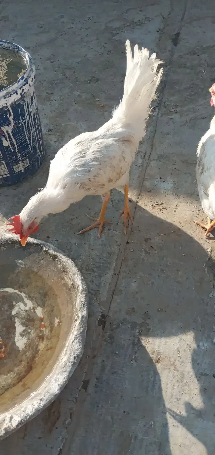 خروس نژاد دار تمام سفید|حیوانات مزرعه|مشهد, شهرک مهرگان|دیوار