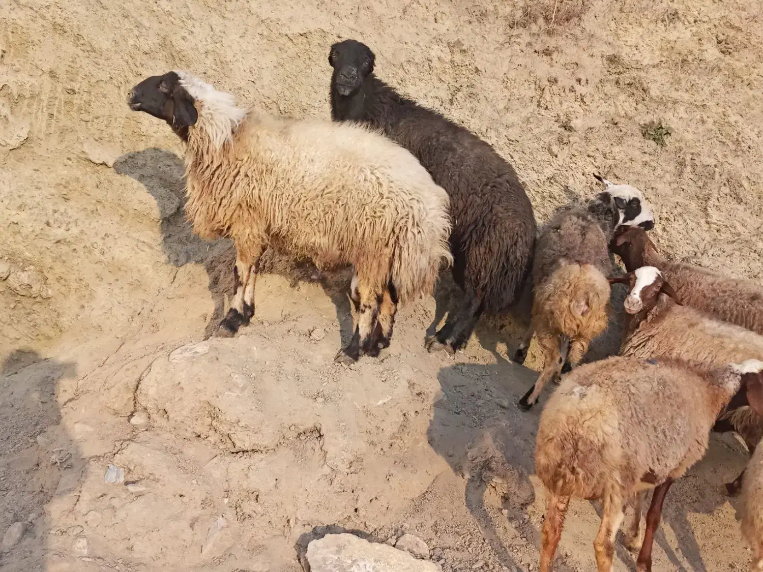۵ راس گوسفند شیره دار و ۲ راس بران زیبا|حیوانات مزرعه|مریوان, |دیوار