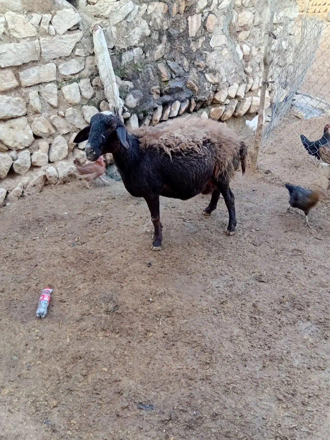 گوسفند میش آبستن|حیوانات مزرعه|کوهدشت, |دیوار