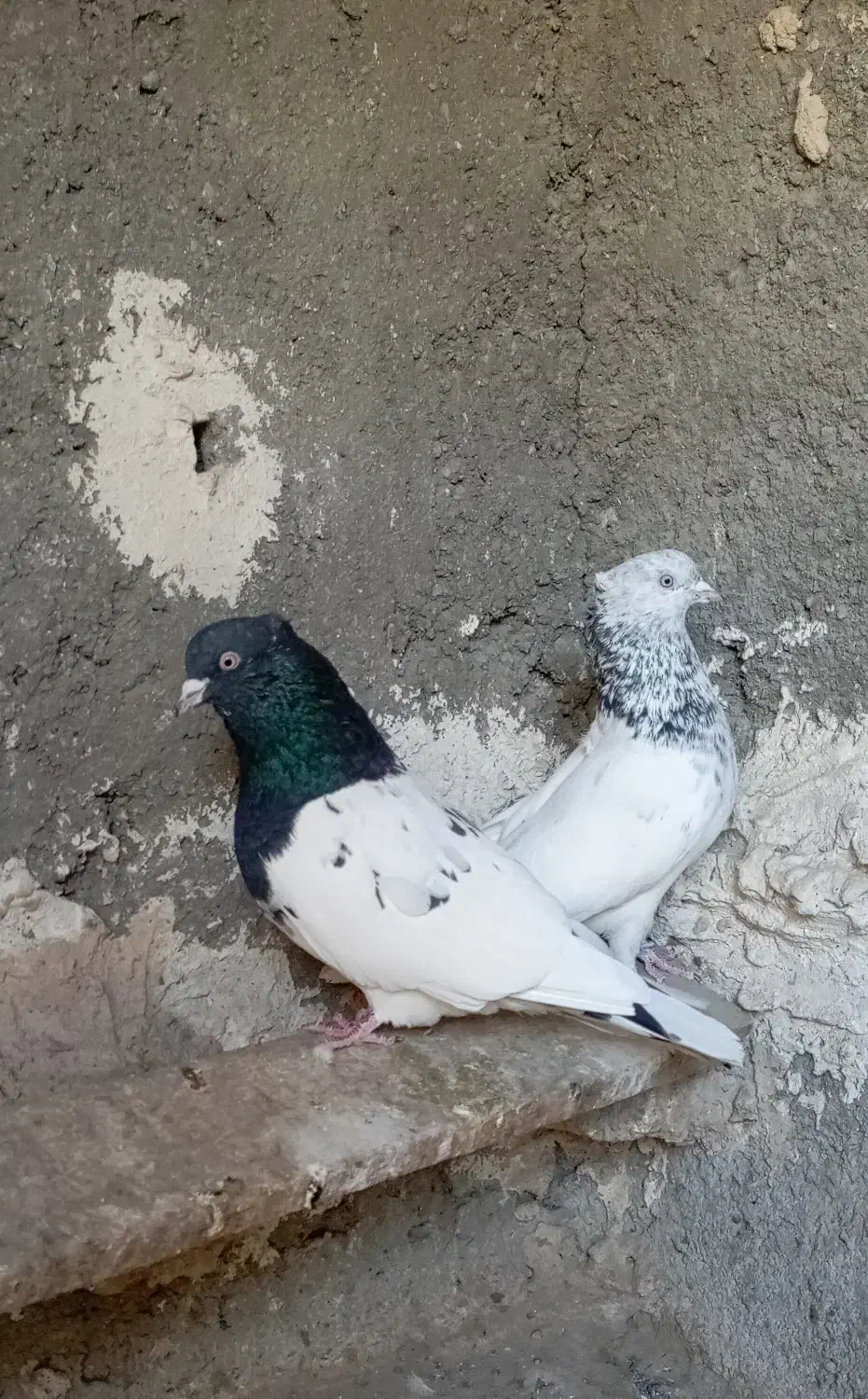 کبوتر|پرنده|مشهد, آبکوه|دیوار