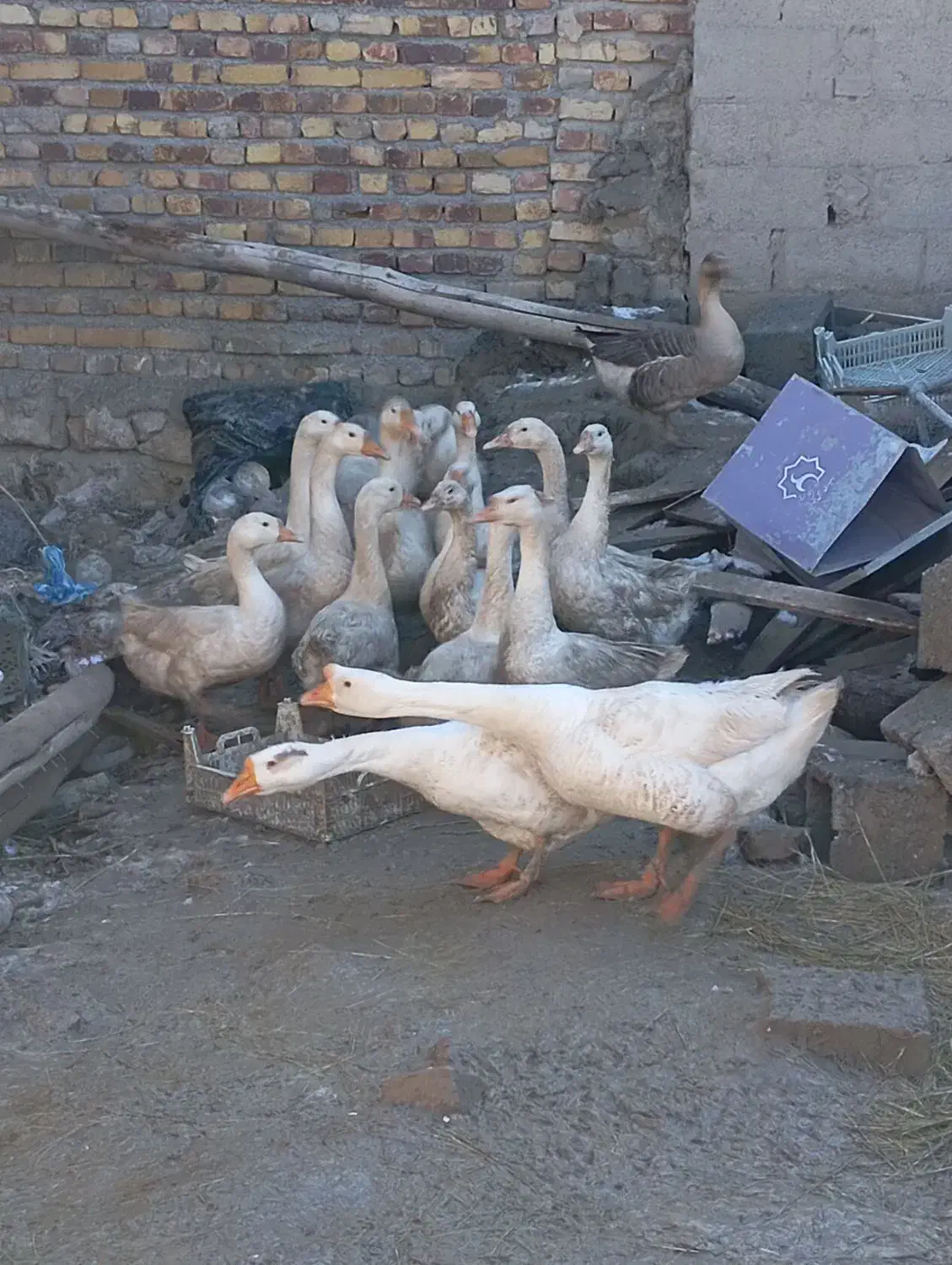 قو غاز|حیوانات مزرعه|ارومیه, |دیوار