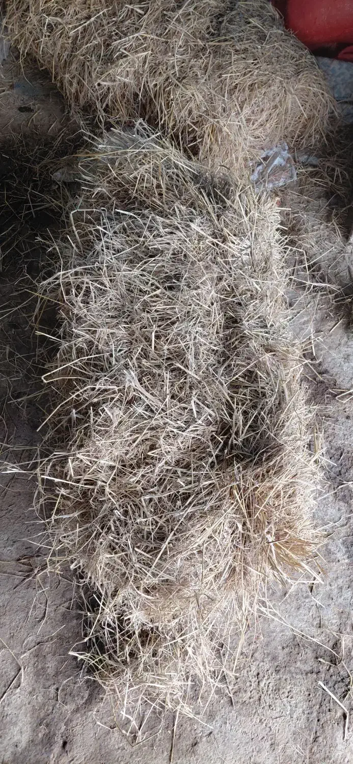 سراچینا کاه برنج امساله|خدمات باغبانی و درختکاری|فومن, |دیوار