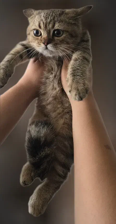 گربه بریتیش|گربه|تهران, مشیریه|دیوار