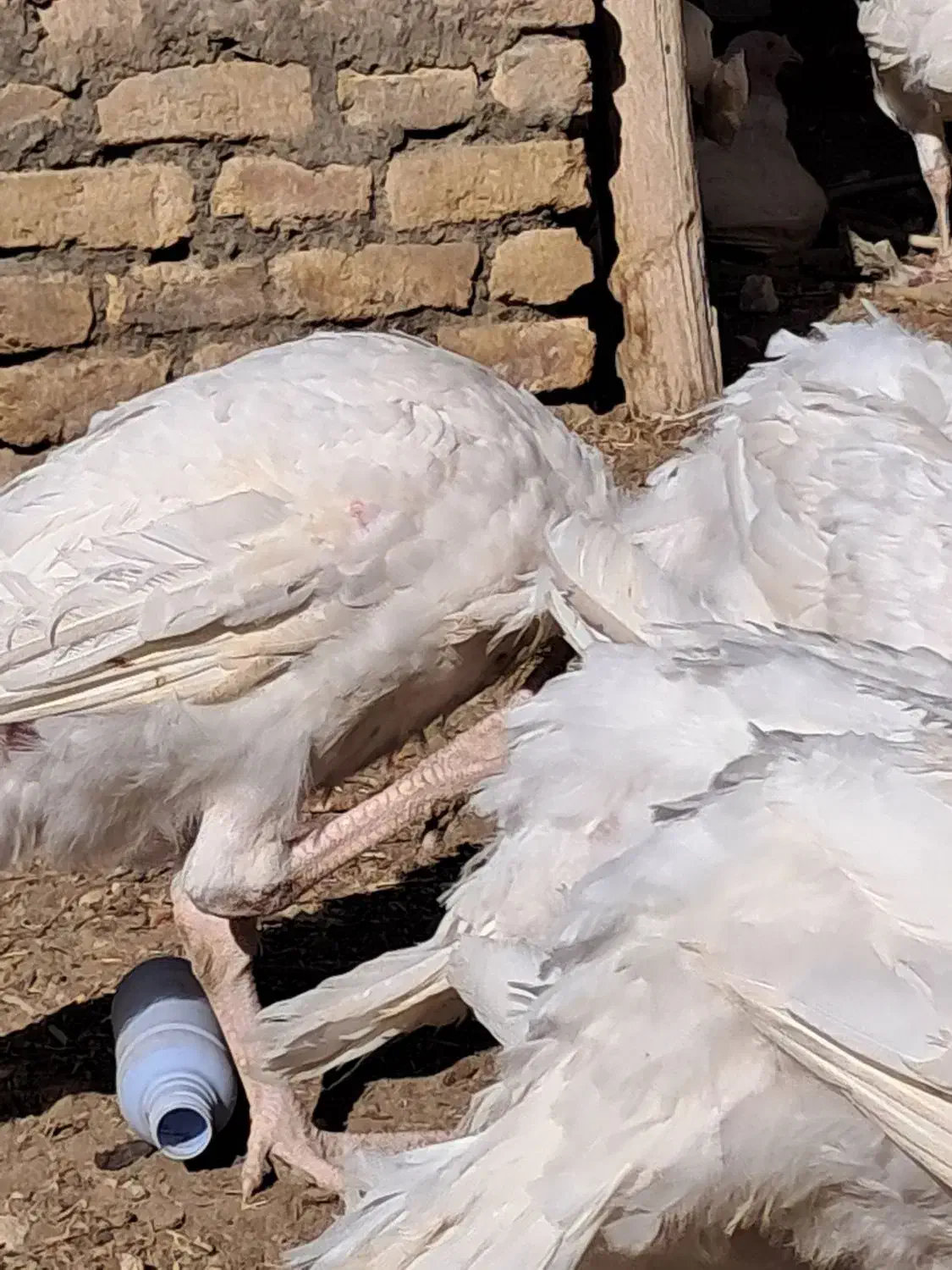 بوقلمون گوشتی|حیوانات مزرعه|ملک‌آباد, |دیوار