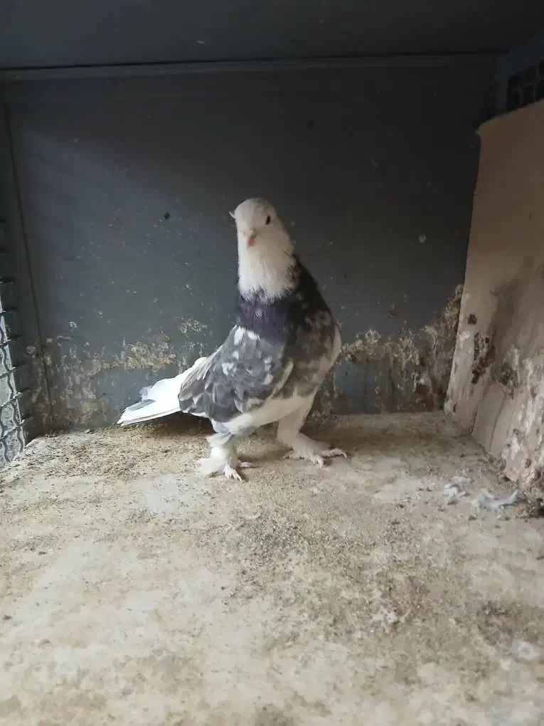 دو عدد نر شازده حما زیبا و هوای|پرنده|ری, ولی آباد|دیوار