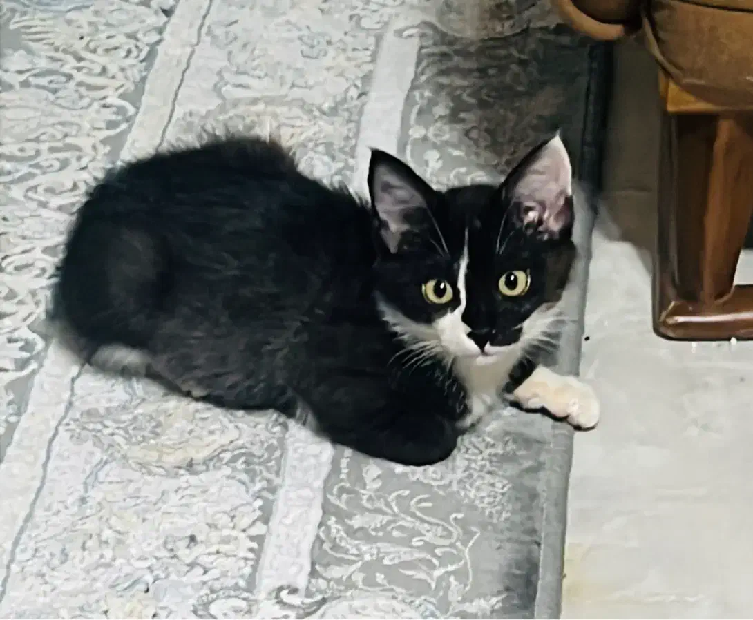 واگذاری گربه تاکسیدو|گربه|نوشهر, |دیوار