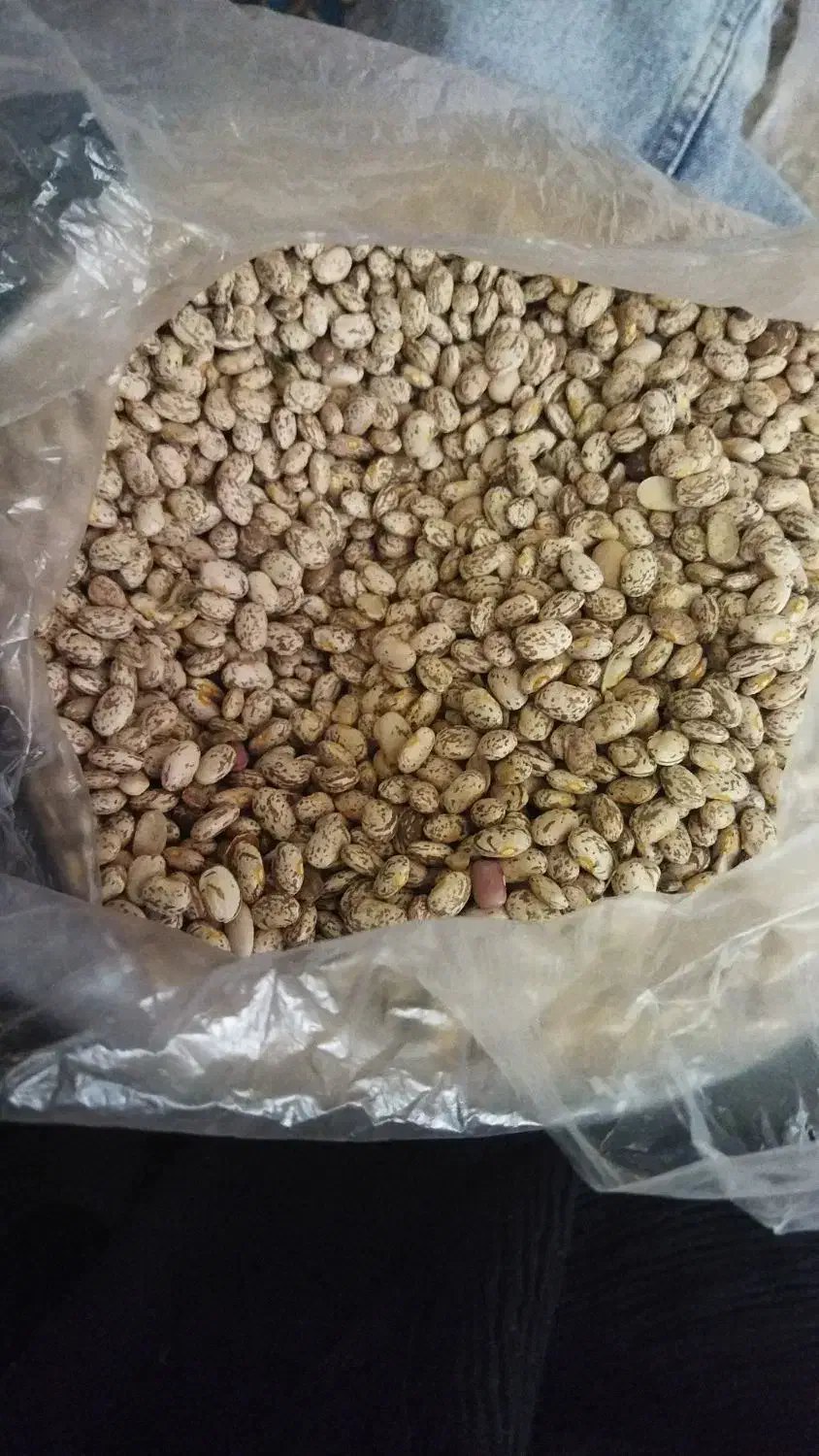 لوبیاچیتی|خوردنی و آشامیدنی|زرندیه, |دیوار