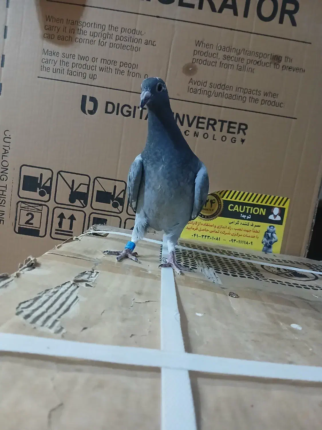 پرنده|پرنده|مشهد, طبرسی شمالی|دیوار