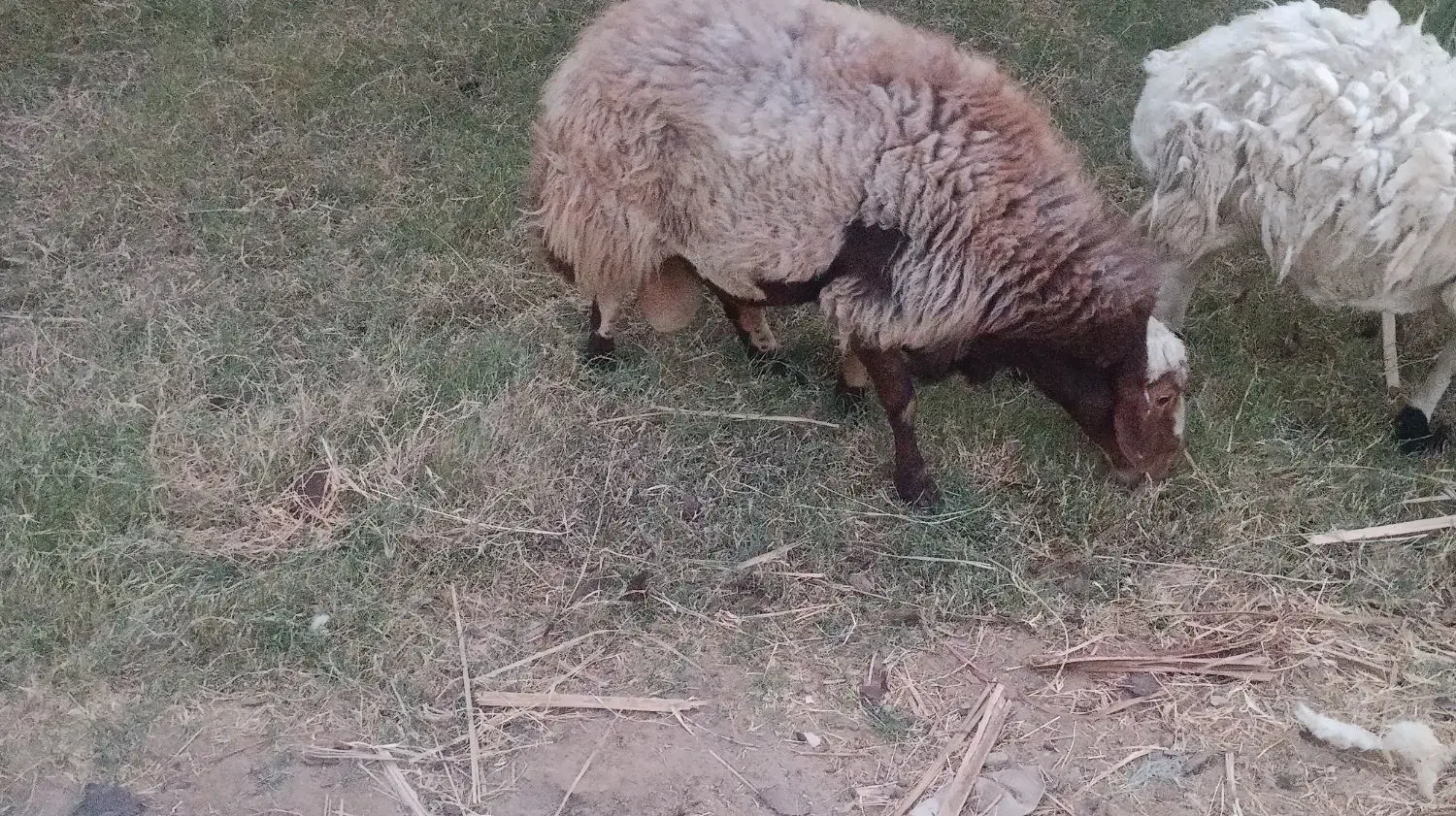 قوچ|حیوانات مزرعه|ریگان, |دیوار