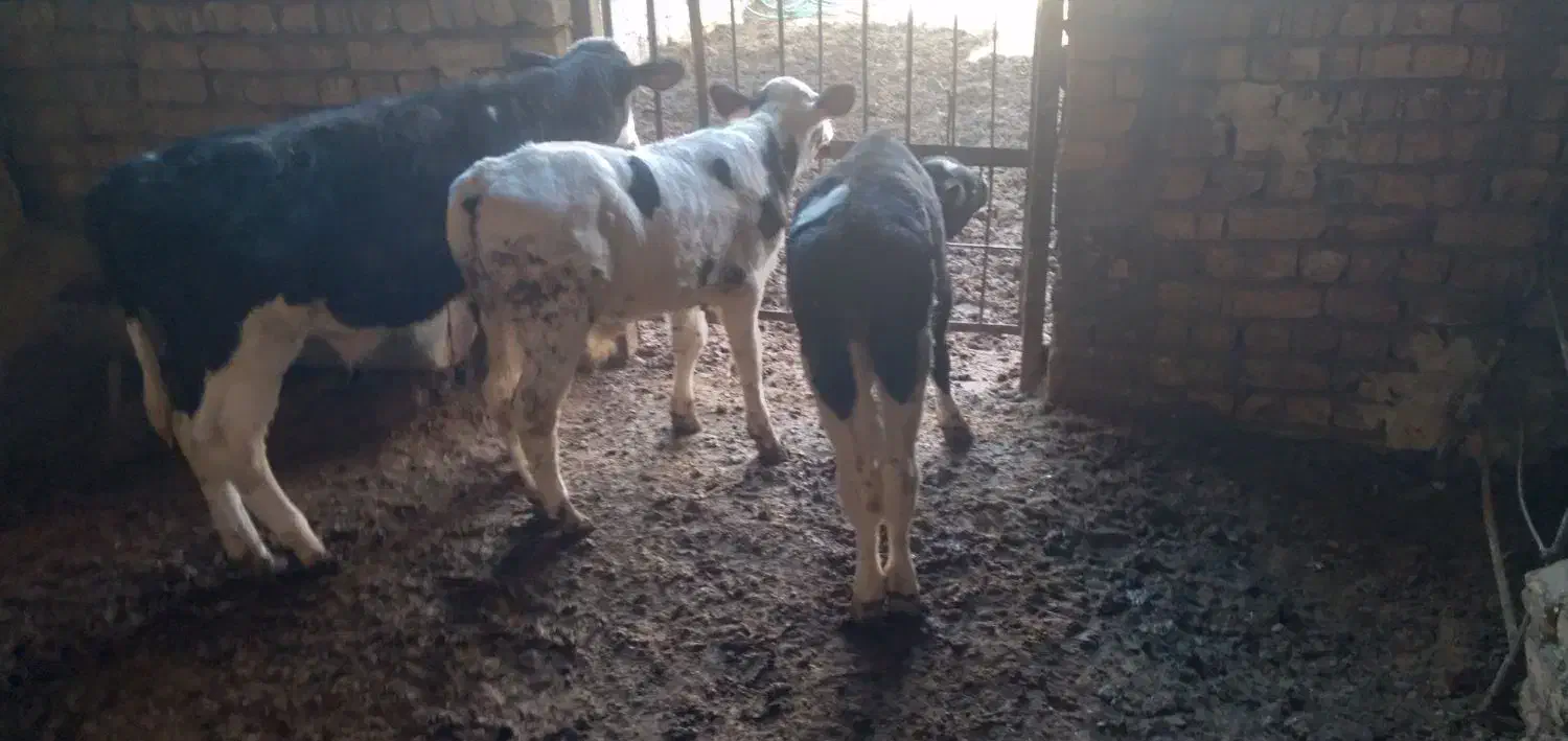 گوساله|حیوانات مزرعه|قنوات, |دیوار