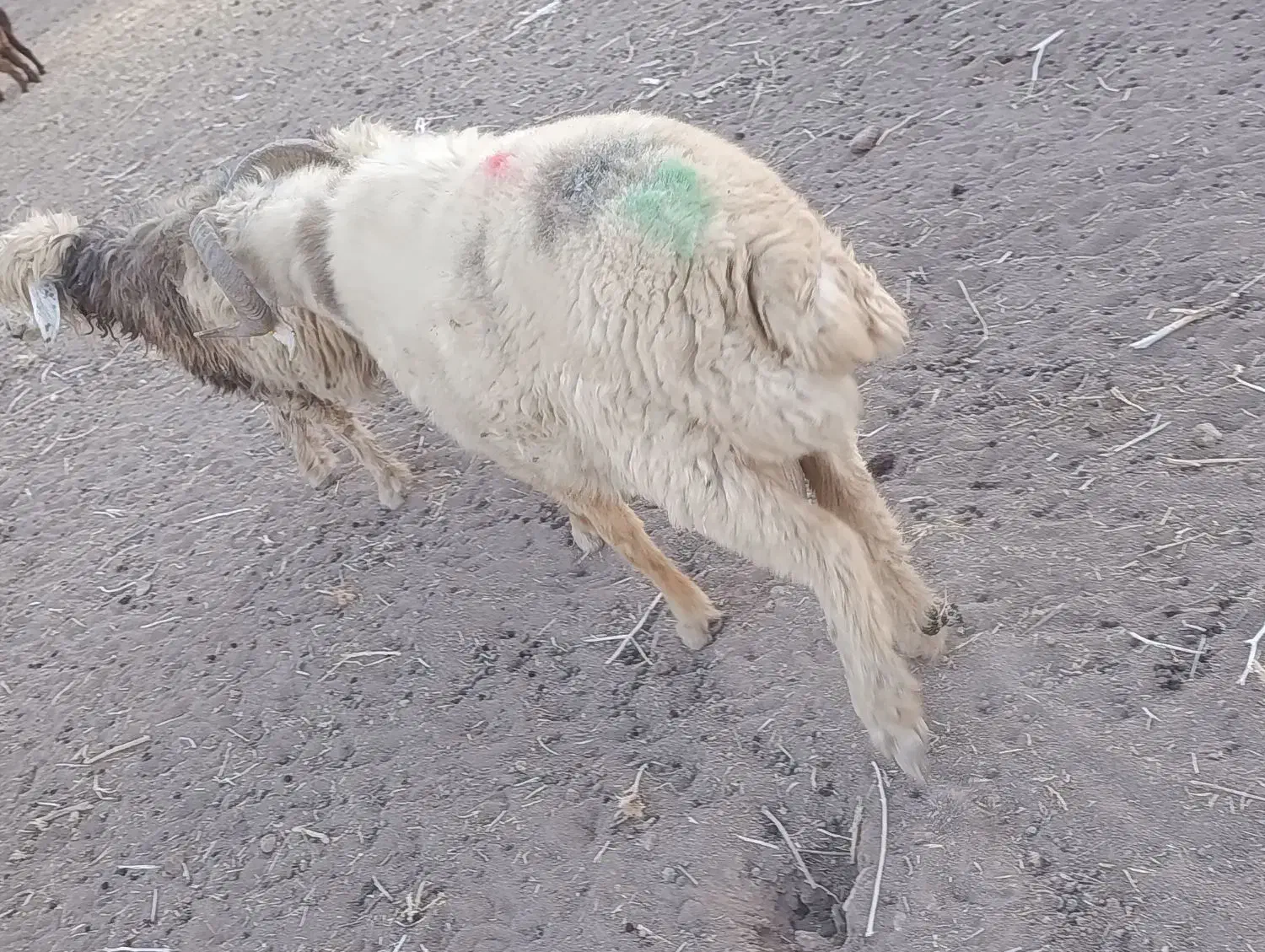 قوچ دو رون جوان|حیوانات مزرعه|سیدان, |دیوار