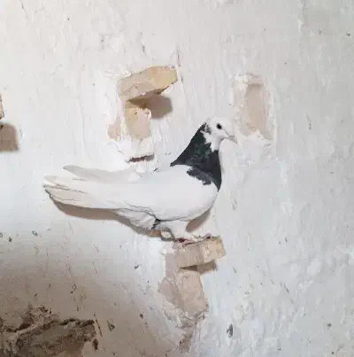 دوتا نر گردن کلفت|پرنده|بهرمان, |دیوار