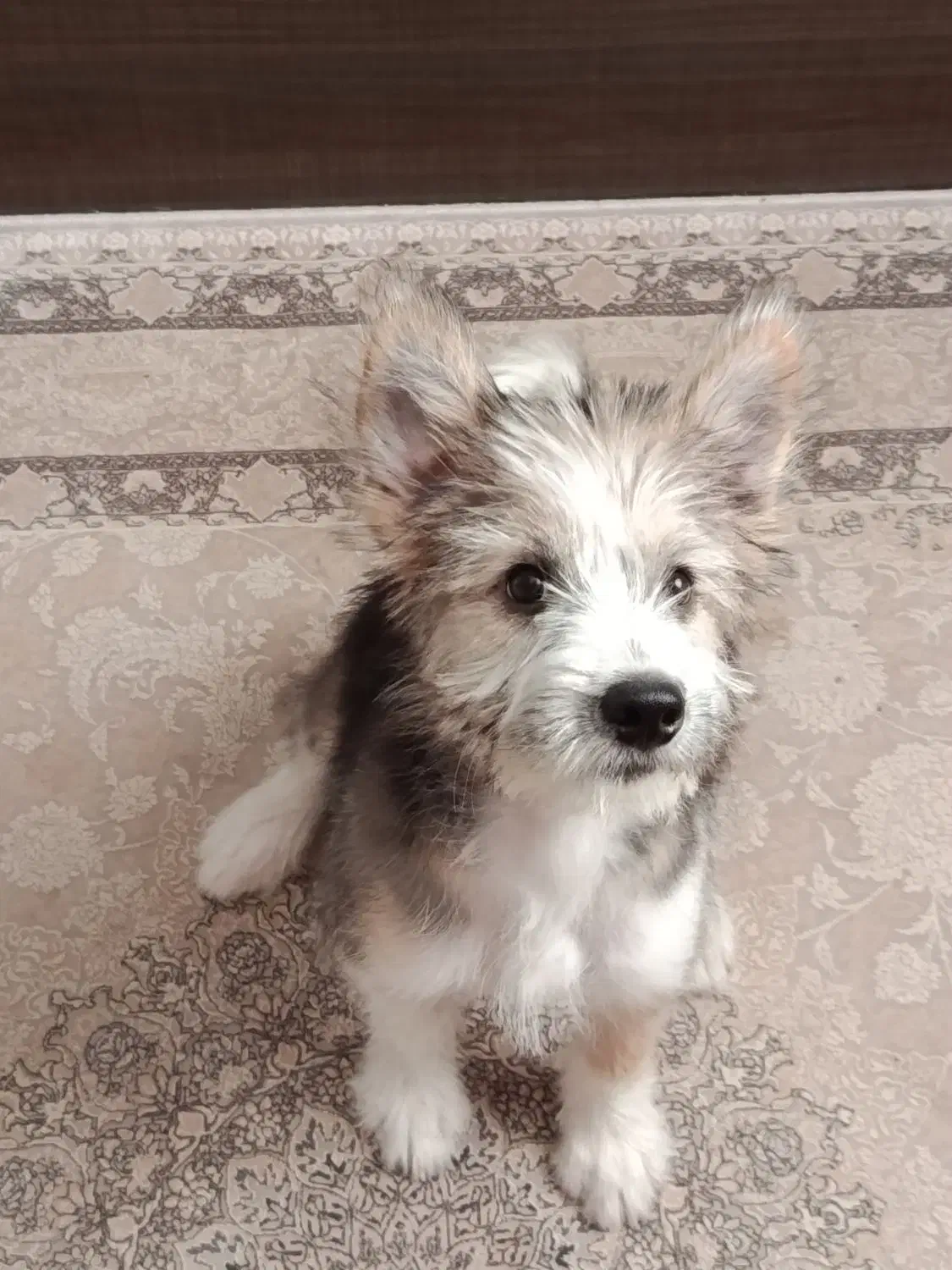 واگذاری رایگان میکس شیتزو|سگ|صدرا-فارس, فاز ۱|دیوار