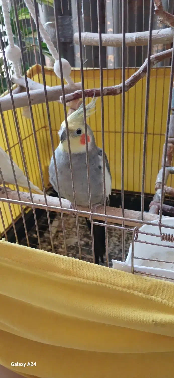 عروس هلندی جفت|پرنده|کرج, باغستان|دیوار