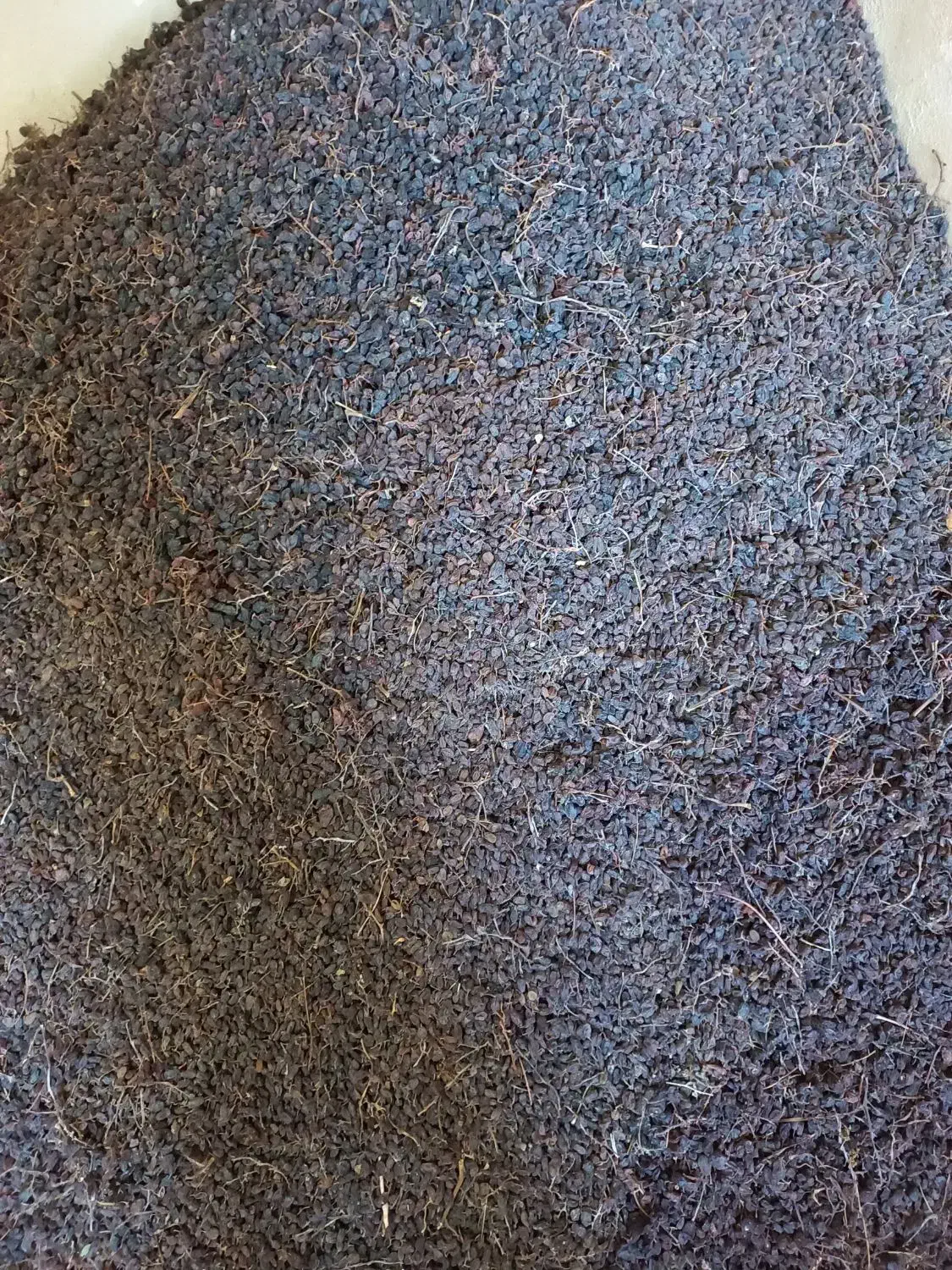 کشمش افتابی بواناتی|خوردنی و آشامیدنی|خرم بید, |دیوار