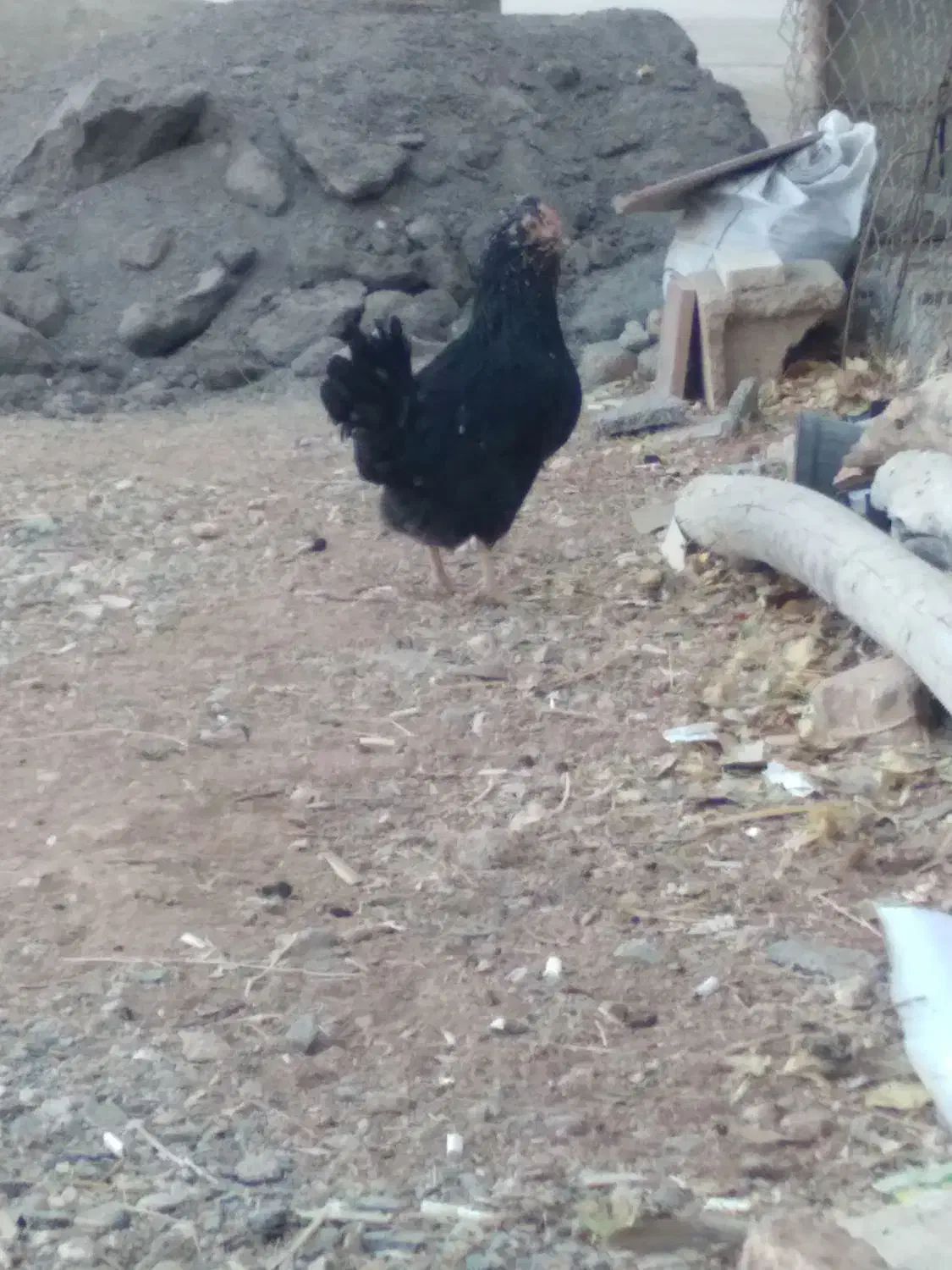 مرغ گلین|حیوانات مزرعه|فارسان, |دیوار