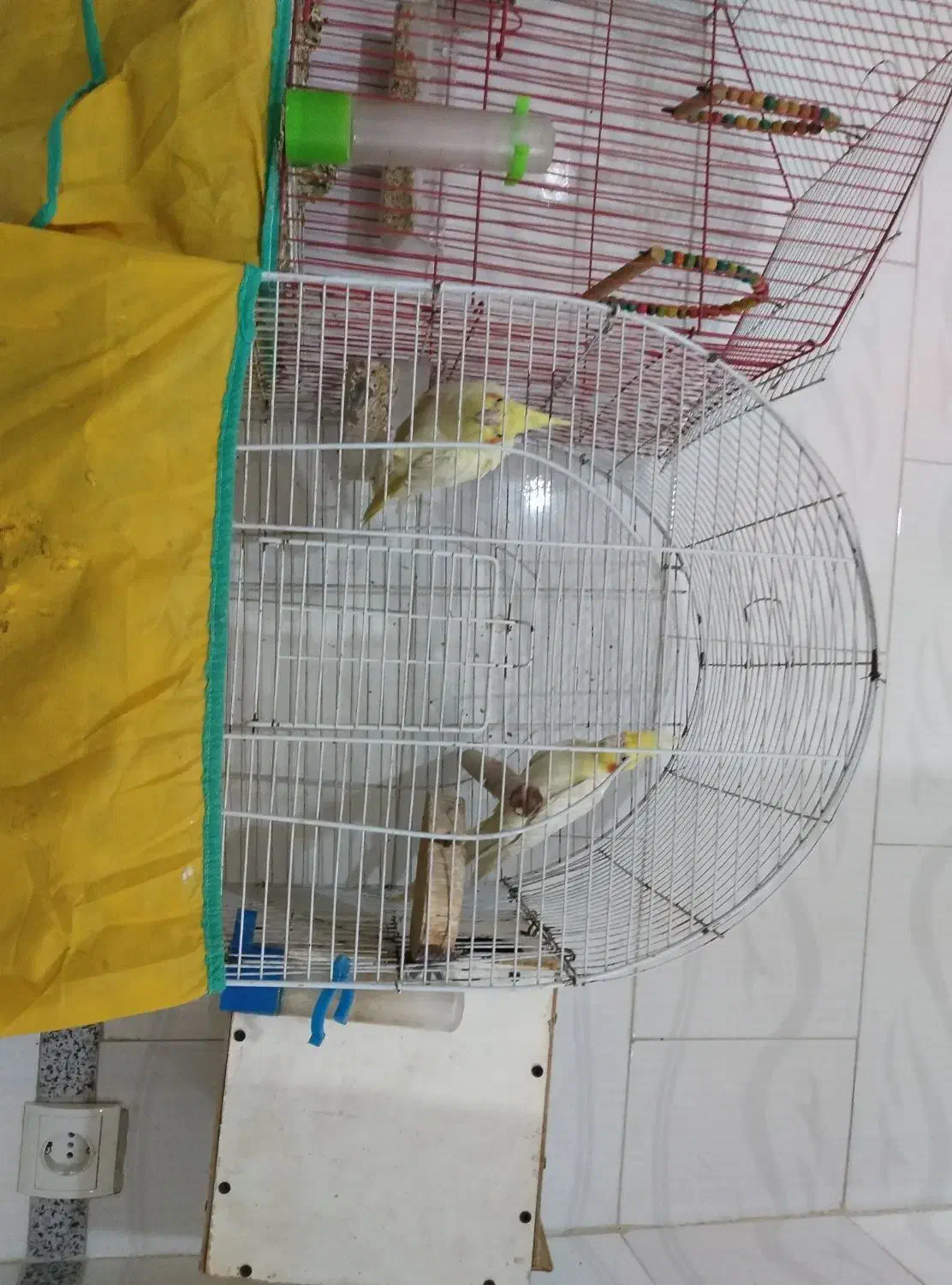 عروس هلندی و بریزیلی|پرنده|بندر کنگان, |دیوار