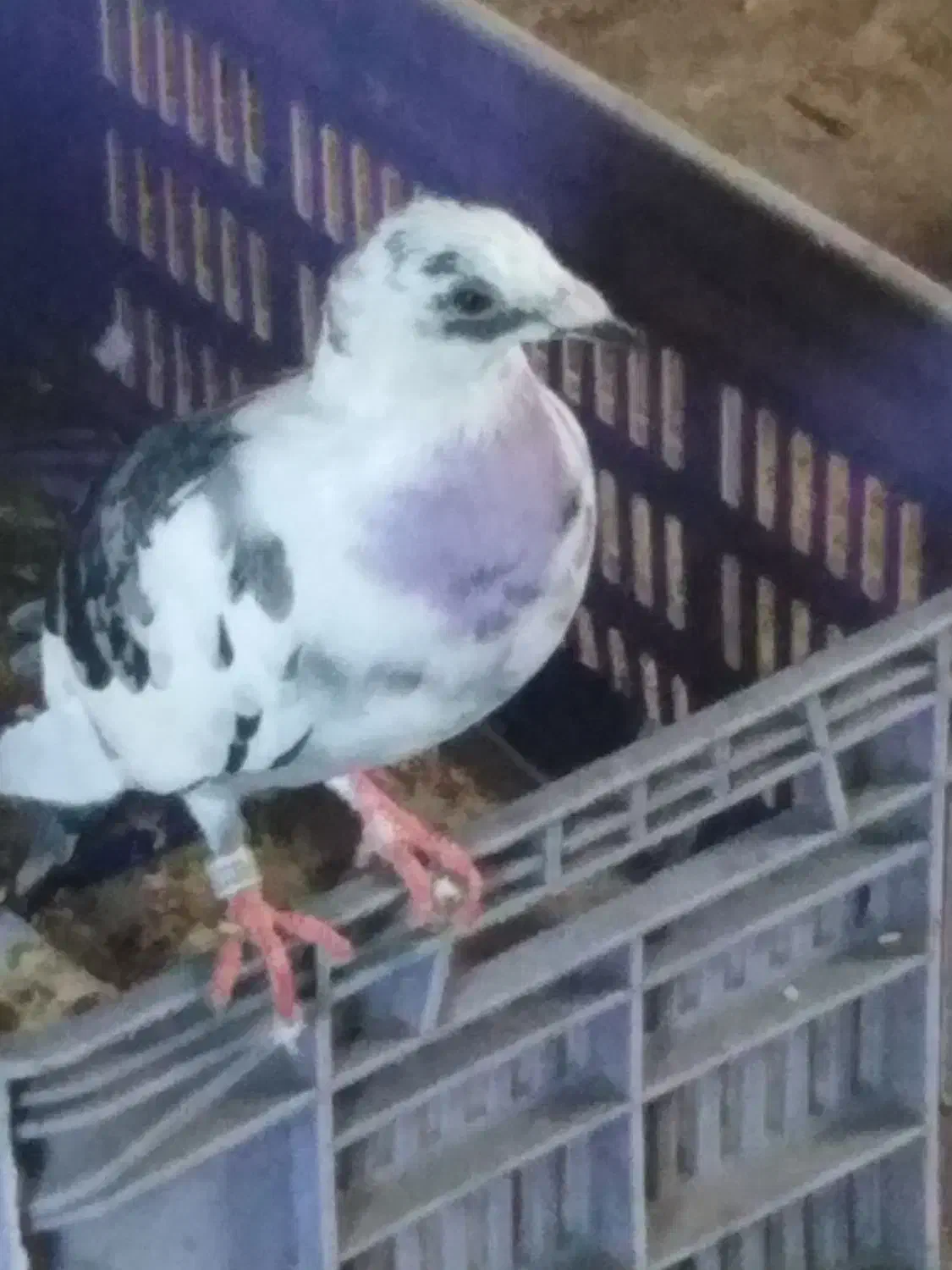 کبوتر|پرنده|کوچصفهان, |دیوار