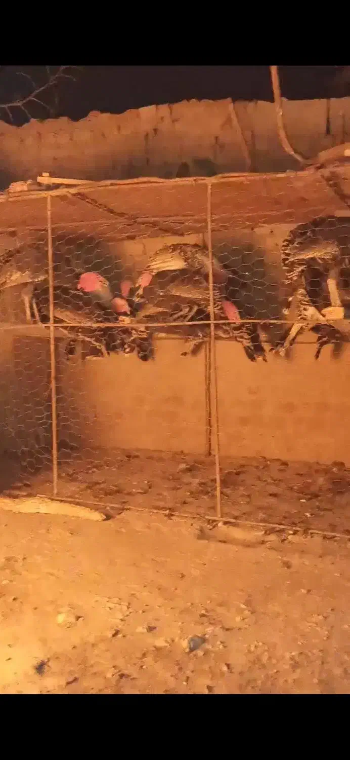 بوقلمون فروشی|پرنده|زیرکوه, |دیوار