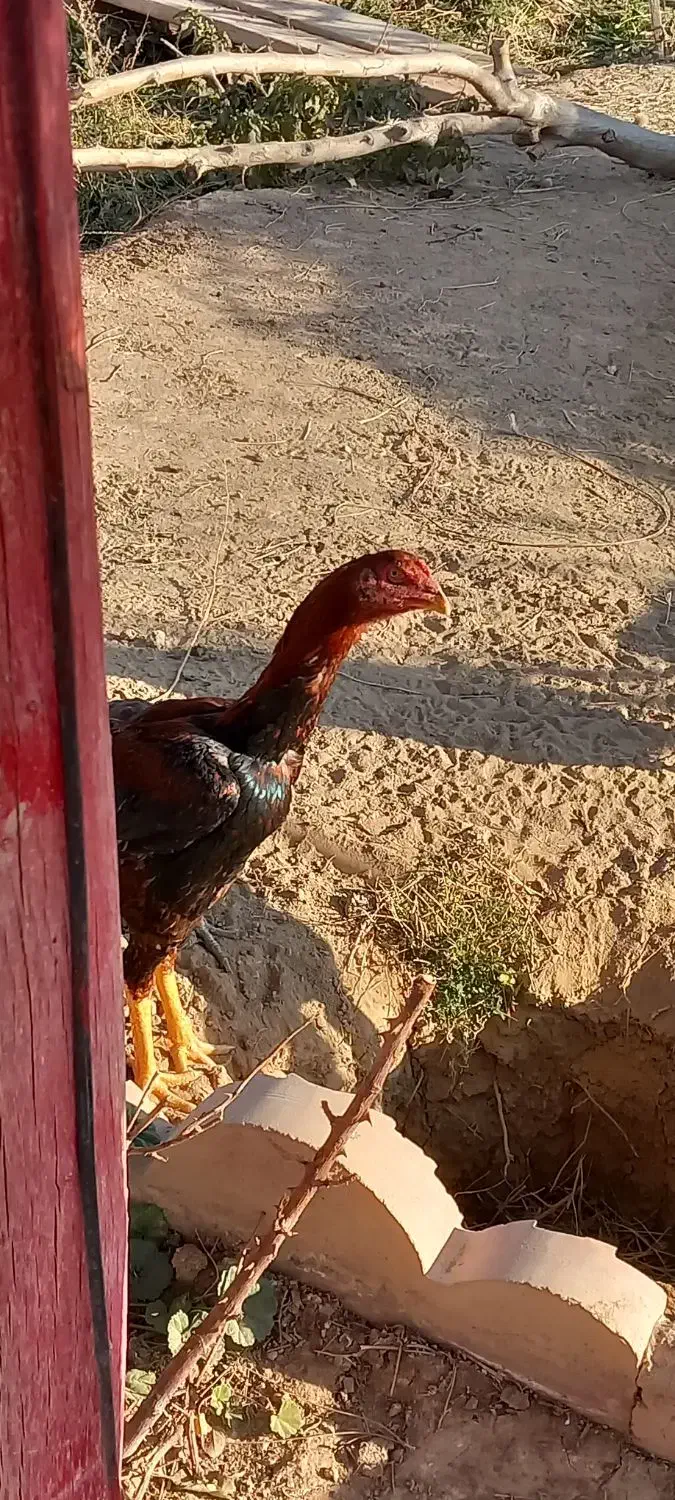 مرغ و خروس لاری|حیوانات مزرعه|شاهرود, |دیوار