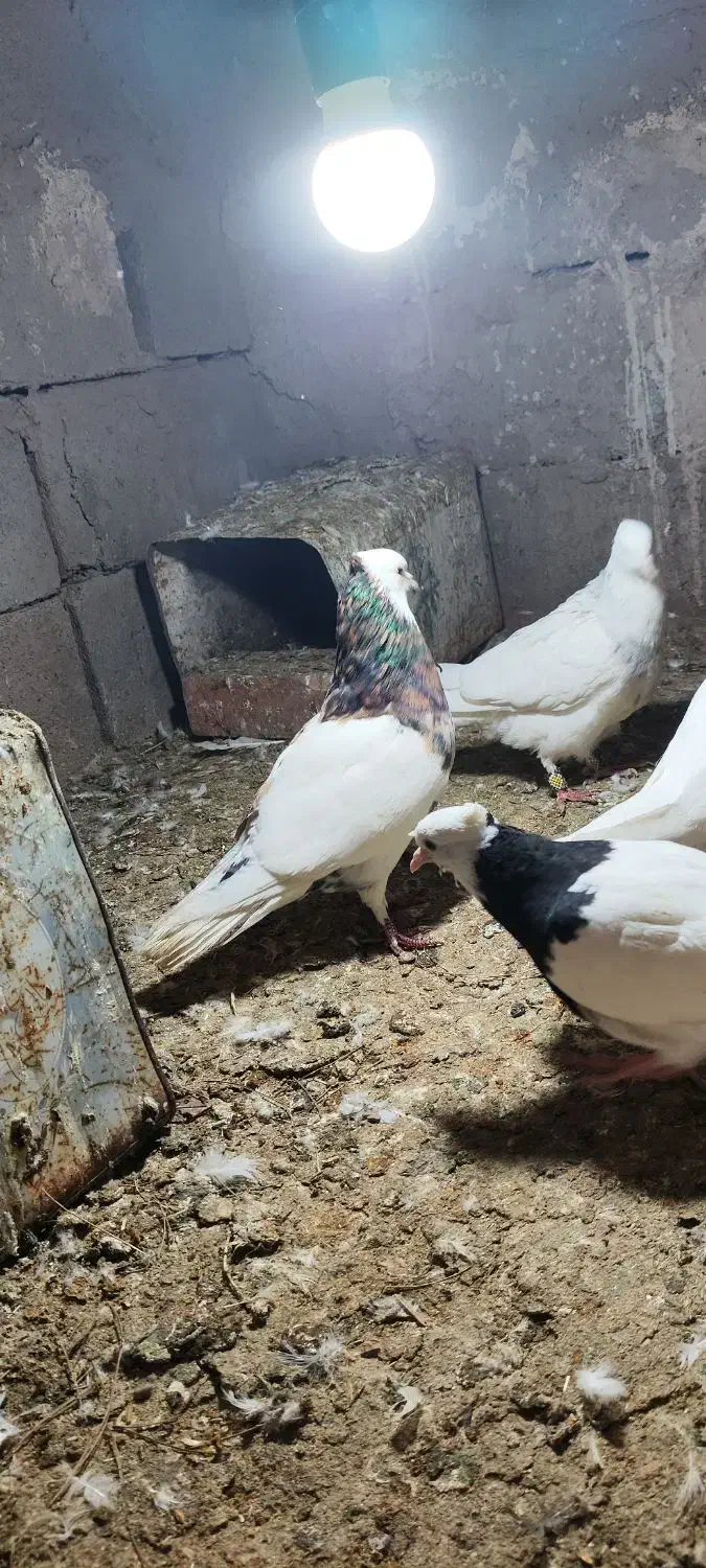 طوقی|پرنده|زرند, |دیوار